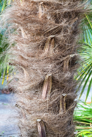 10 WAGNER WINDMILL PALM Dwarf Chusa Trachycarpus Fortunei Wagnerianus Tree Houseplant Seeds